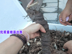 重樓苗_ 云南文山壯族苗族自治州馬關(guān)縣 1.8元/棵圖1