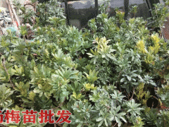 楊梅樹苗的特點(diǎn),在哪些地方適合種植楊梅樹圖2