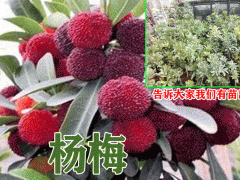楊梅樹苗的特點(diǎn),在哪些地方適合種植楊梅樹圖3