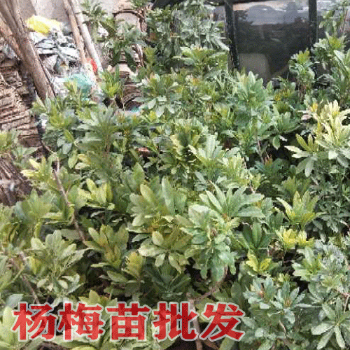 大楊梅苗木選擇_楊梅什么時(shí)候成熟_云南楊梅苗樹圖片