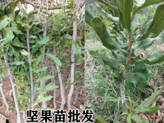 澳洲堅(jiān)果苗_廣西堅(jiān)果苗16元/株圖2