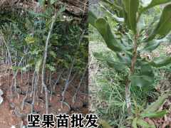 澳洲堅(jiān)果苗_廣西堅(jiān)果苗16元/株圖3