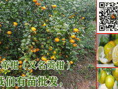 貢柑幼樹苗信息_2019-2020貢柑苗幼樹圖片圖1