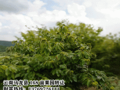 自家果園轉(zhuǎn)讓、果園轉(zhuǎn)讓、果園在馬龍縣大莊鄉(xiāng)圖3