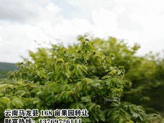 板栗樹(shù)、核桃樹(shù)、梨樹(shù)、香樟樹(shù)、婆樹(shù)財(cái)富13769726111圖2