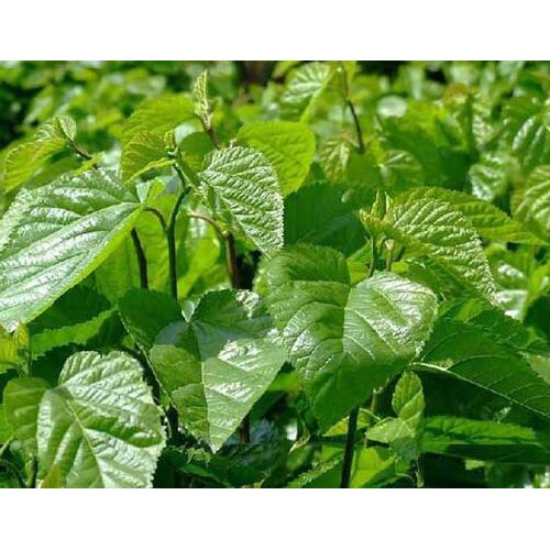 昆明桑樹苗供應(yīng)價格？昆明（子明）桑樹苗多少錢一株？