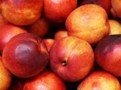 梨苗/云南紅梨苗價(jià)格/安寧毅恒果苗種植園圖2