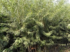 藏柏樹(shù)苗%云南藏柏樹(shù)苗供應(yīng)商*藏柏樹(shù)苗基地價(jià)格圖2