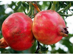 2年軟籽石榴樹苗多少錢一株?昆明軟籽石榴種植技術(shù)?圖1