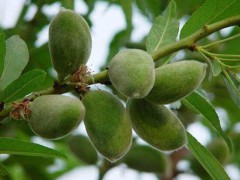 昆明獼猴桃苗、李子苗、香椿苗、葡萄苗、楊梅苗圖2