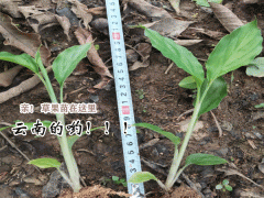 今日草果苗價(jià)格_云南產(chǎn)地草果種苗圖片圖1