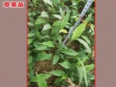 今日草果苗價(jià)格_云南產(chǎn)地草果種苗圖片圖3