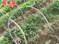 草果樹苗_云南文山馬關(guān)縣草果苗多少錢圖1