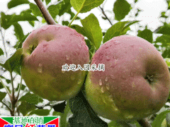 昆明蘋果多少錢一斤?_昆明水果市場(chǎng)價(jià)格表圖2