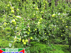 昆明水果市場(chǎng)價(jià)錢_水果蘋果有什么種類圖3