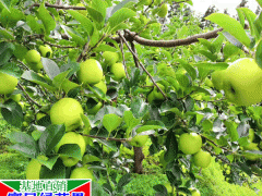 昆明市新鮮水果劃算嗎?_昆明市今天新鮮水果市場行情圖1