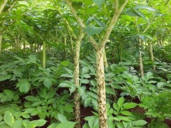 2019年魔芋價格行情多少錢一噸？什么時候栽種好？圖1