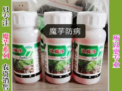 2019年魔芋價格行情多少錢一噸？什么時候栽種好？圖2