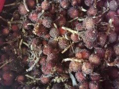 屏邊砂仁種植?；厥?陽春砂仁苗批發(fā)價格-云南砂仁收購圖2