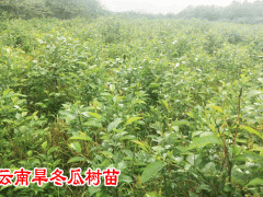 旱冬瓜主要途_旱冬瓜樹_ 冬瓜皮有減肥作用嗎?圖1