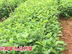 旱冬瓜主要途_旱冬瓜樹_ 冬瓜皮有減肥作用嗎?圖3