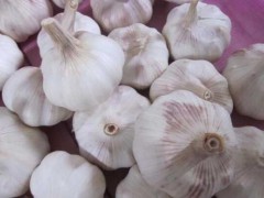 云南蒜薹(苗)多少錢(qián)每斤?圖1