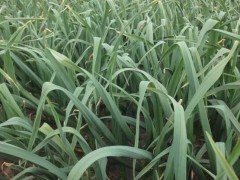 云南蒜薹(苗)多少錢(qián)每斤?圖2