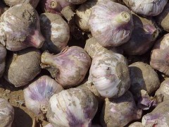云南蒜薹(苗)多少錢(qián)每斤?圖3