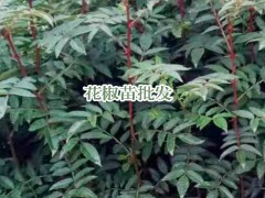 花椒苗_花椒的栽種時間與方式 -昭通苗木有限公司圖1
