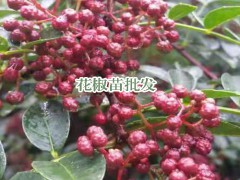 花椒苗_花椒的栽種時間與方式 -昭通苗木有限公司圖2
