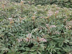 花椒苗_花椒的栽種時間與方式 -昭通苗木有限公司圖3