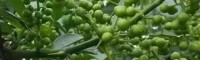 云南花椒種植市場前景怎么樣?花椒種植經(jīng)濟效益分析
