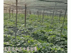 文山三七苗_三七種苗圖片_云南三七苗哪里有出售圖1