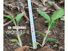 草果苗_求購(gòu)草果苗_云南草果苗行情圖1
