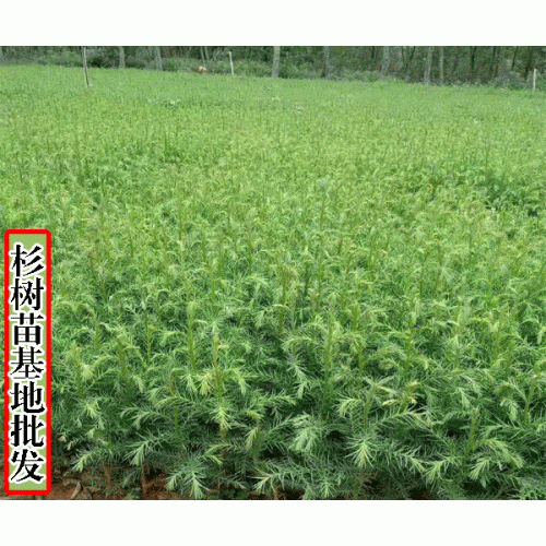 云杉樹(shù)苗多少錢(qián)一棵_賣(mài)云杉樹(shù)苗_求購(gòu)云杉樹(shù)苗