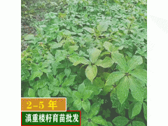 康誠(chéng)中藥材重樓種子多少錢一斤?圖1