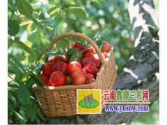 曲靖李子苗銷(xiāo)售-云南脆紅李子樹(shù)苗*曲靖實(shí)生桃苗基地圖2