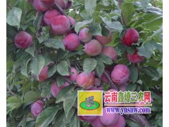 曲靖李子苗銷(xiāo)售-云南脆紅李子樹(shù)苗*曲靖實(shí)生桃苗基地圖3