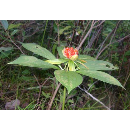 產(chǎn)地白芨中藥材種苗、種子批發(fā)#紅河白芨小苗批發(fā)銷售