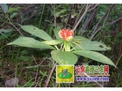 2017年白芨干貨市場(chǎng)動(dòng)態(tài),貨源走動(dòng)快,價(jià)格上漲明顯圖1
