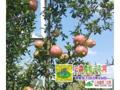 石榴樹_石榴價(jià)格-云南石榴基地-圖1