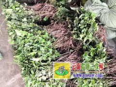 何首烏苗圖1