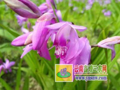 昭通市藥材種植專業(yè)合作社白芨 品種齊全、價(jià)格合理圖1