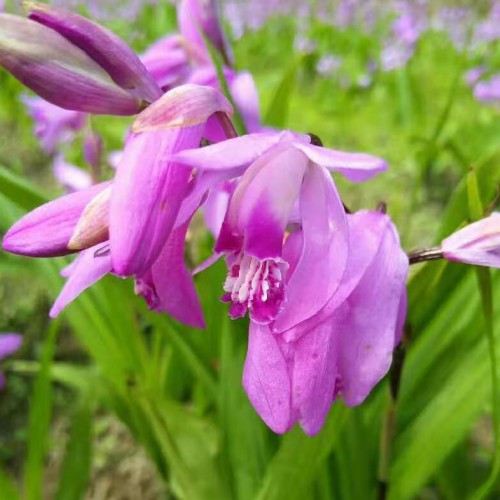 昭通市藥材種植專業(yè)合作社白芨 品種齊全、價(jià)格合理