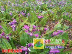 云南白芨(連及草、甘根、白給)供應(yīng)報(bào)價(jià)/云南昭通白芨銷(xiāo)售信息圖2