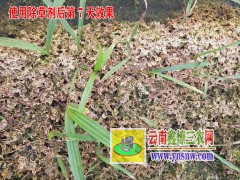 云南白芨(連及草、甘根、白給)供應(yīng)報(bào)價(jià)/云南昭通白芨銷(xiāo)售信息圖3