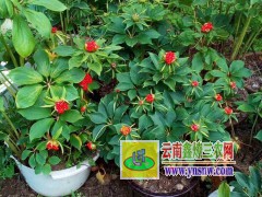 昭通中藥材獨定子(金鐵鎖)供貨商家圖1