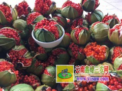昭通藥材種植專(zhuān)業(yè)合作社中藥材白芨種苗基地圖片圖1