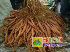 麗江大天冬種植技術(shù)，云南天冬種苗銷售圖2
