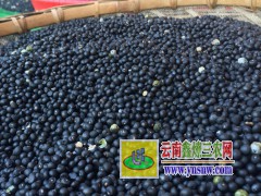 麗江大天冬種植技術(shù)，云南天冬種苗銷售圖3
